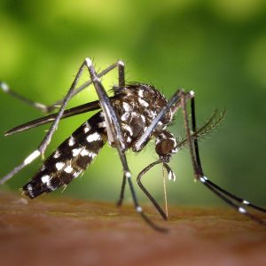 Female aedes albopictus mosquito feeding on a human host